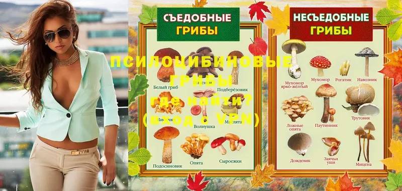 Галлюциногенные грибы Psilocybe  Лиски 